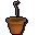 Dragonfruit sapling